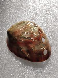 Conchiglia di Abalone rossa