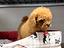 Immagine 4