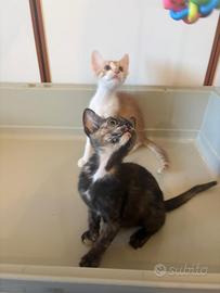 Gattini adorabili