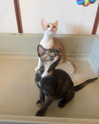 Gattini adorabili