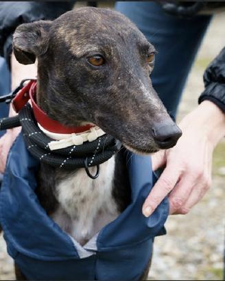 WILSON giovane e splendido Galgo