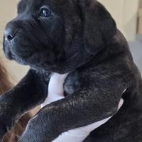 Cuccioli cane corso