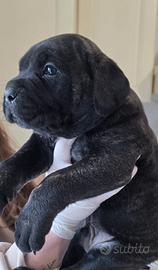 Cuccioli cane corso