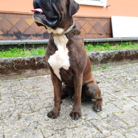 Boxer maschio per accoppiamento