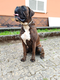 Boxer maschio per accoppiamento