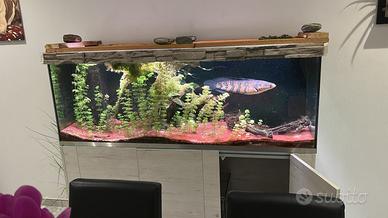 Acquario 500 litri con sump
