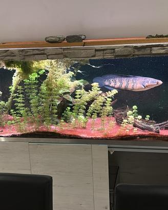 Acquario 500 litri con sump