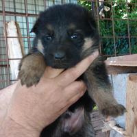 Cuccioli di pastore tedesco
