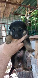 Cuccioli di pastore tedesco