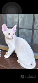 Animali gatto