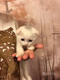 Gattino scottish fold bianco