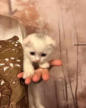 Gattino scottish fold bianco