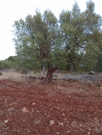 Uliveto con 36 alberi secolari olive celline