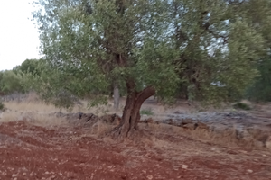 Uliveto con 36 alberi secolari olive celline