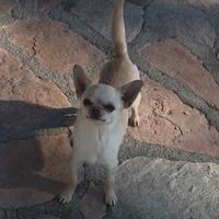Chihuahua