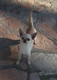 Chihuahua