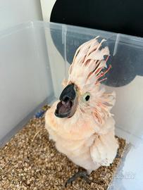 Coppia mollucche + femmina