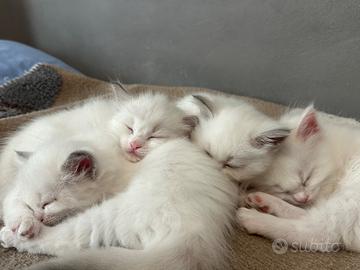 Cuccioli Ragdoll