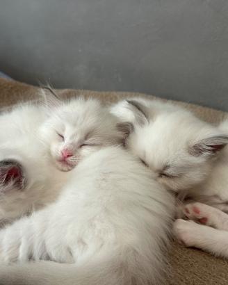 Cuccioli Ragdoll