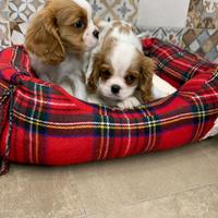 Cavalier King cuccioli