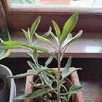 Kalanchoe Daigremontiana