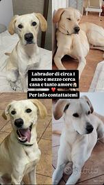 Simil labrador