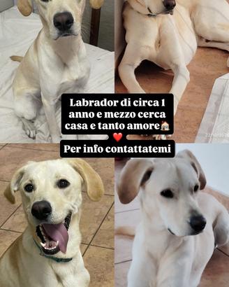 Simil labrador