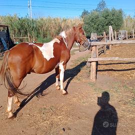 Pony
