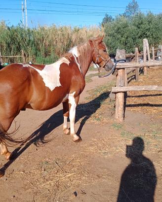 Pony