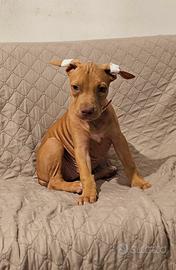 Pitbull UKC F red nose 