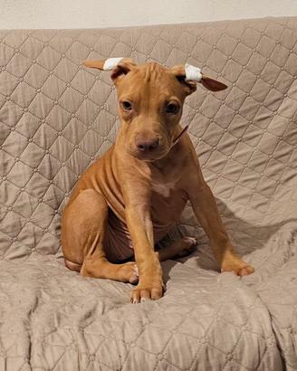 Pitbull UKC F red nose 
