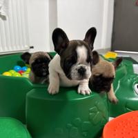 Bulldog Francese