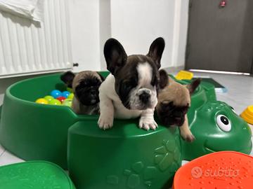 Bulldog Francese