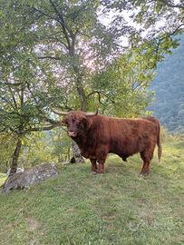 Animali