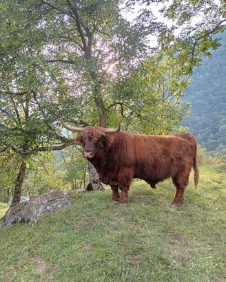 Animali