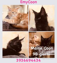 Cuccioli Maine Coon maschio e femmine