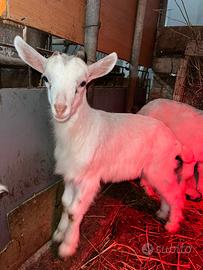 Capretti saanen originali