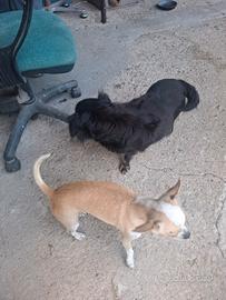 Cuccioli chihuahua simil volpina