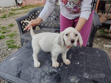 Cuccioli setter inglese