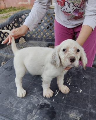 Cuccioli setter inglese