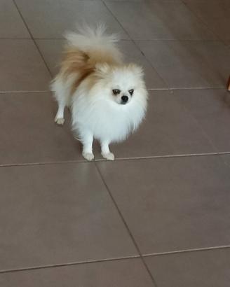 SPITZ di Pomerania nano
