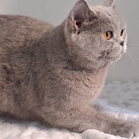Gatta british shorthair