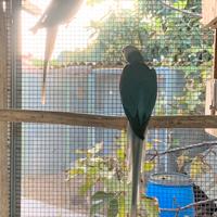 Coppia parrocchetti dal collare Cleartail