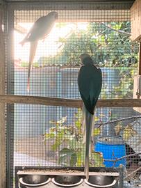 Coppia parrocchetti dal collare Cleartail