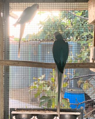 Coppia parrocchetti dal collare Cleartail