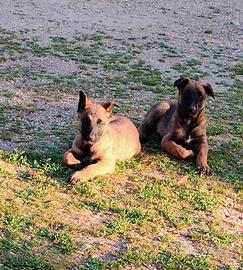 Cuccioli Pastore Belga Malinois