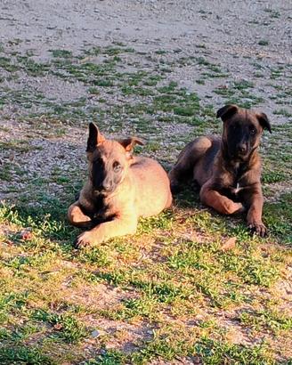 Cuccioli Pastore Belga Malinois