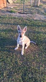 Lupetta cecloslovacca