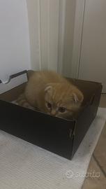 Scottish Fold e straight
