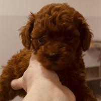 Cuccioli barboncino toy e mini toy